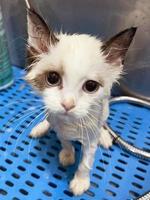 peluquero haciendo cuidados de belleza enojado mojado relajante un baño o salón de belleza para gato o gatito. ducha en el aseo del salón peluquero. foto