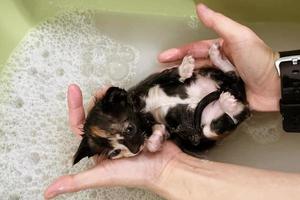 peluquero haciendo cuidados de belleza enojado mojado relajante un baño o salón de belleza para gato o gatito. ducha en el aseo del salón peluquero. foto