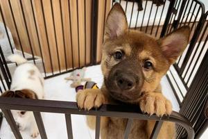 Puppy locked in the cage. Sad puppy in shelter behind fence waiting to be rescued and adopted to new home. Shelter for animals concept photo