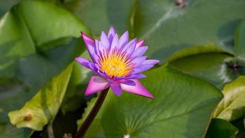 lotus flower blooming in the pond photo