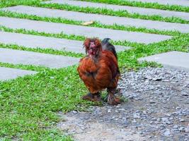 pollo de seda sedoso o chino caminando por el campo foto