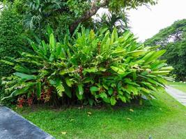 Heliconia flowers in the garden photo