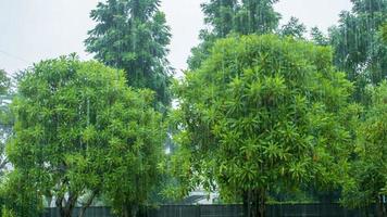 view of rain in the garden photo