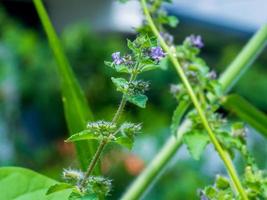 hyptis flower, violet hyptis flower, grass, herb flower, indian hyptis, macro hyptis, flower of lamiaceae, bushmints,Hypothronia, Peltodon on the field photo