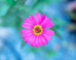 Fuchsia gerbera, single flower, photo shoot Shallow depth of field from above in the garden of trees
