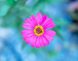 gerbera fucsia, flor única, sesión de fotos profundidad de campo desde arriba en el jardín de árboles