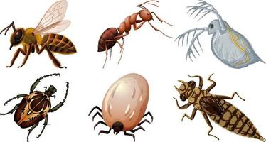 Set of different kinds of insects vector