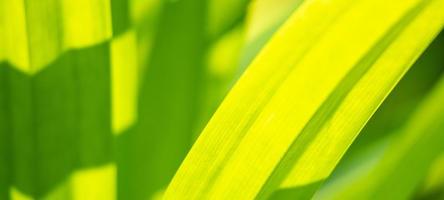 Plant green leaf in garden with bokeh background photo