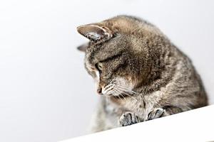 retrato de lindo gato atigrado de caballa beige doméstico con nariz roja en el espacio de copia de fondo gris, mascotas foto