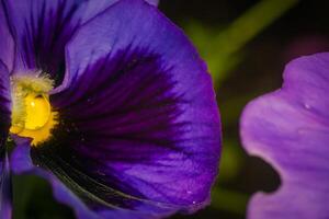 Violet pansy flower photo