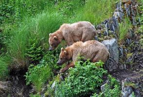 Brother Bears stick together photo