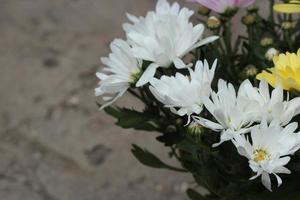 white asters in the garden, floral background photo