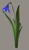 Scilla flower with leaves photo