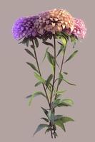 Aster with with blossoms and hairy stem on gray background photo