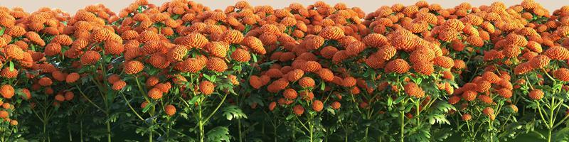 3d illustration with high resolution panorama view of a very dense field of orange dendranthema flowers photo