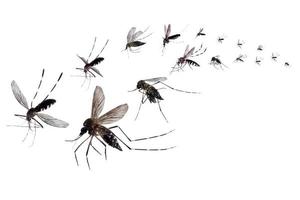 mosquitos voladores aislados sobre fondo blanco foto