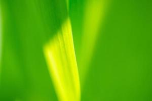 Plant green leaf in garden with bokeh background photo