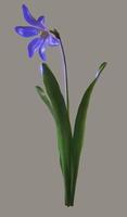 Scilla flower with leaves photo