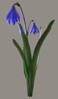 Scilla flower with leaves photo