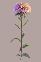 Aster with with blossoms and hairy stem on gray background photo