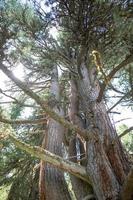 Tall stone pines in Swiss park photo