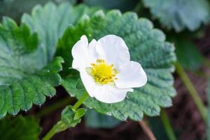 flor de fresa en el jardín de la granja orgánica foto