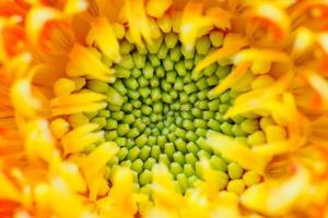 Orange gerbera flowers close up abstract background photo