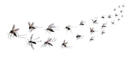 Flying mosquitoes isolated on white background photo