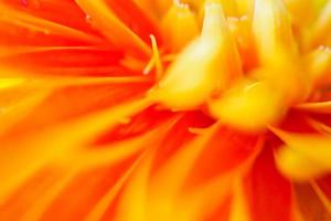 Orange gerbera flowers close up abstract background photo