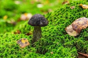 Edible small mushroom with brown cap Penny Bun leccinum in moss autumn forest background. Fungus in the natural environment. Big mushroom macro close up. Inspirational natural summer or fall landscape photo