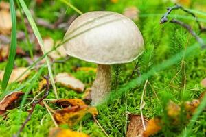 Edible small mushroom with brown cap Penny Bun leccinum in moss autumn forest background. Fungus in the natural environment. Big mushroom macro close up. Inspirational natural summer or fall landscape photo