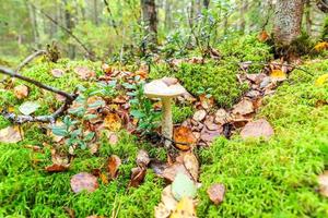 Edible small mushroom with brown cap Penny Bun leccinum in moss autumn forest background. Fungus in the natural environment. Big mushroom macro close up. Inspirational natural summer or fall landscape photo