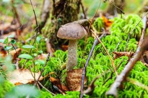 Edible small mushroom with brown cap Penny Bun leccinum in moss autumn forest background. Fungus in the natural environment. Big mushroom macro close up. Inspirational natural summer or fall landscape photo