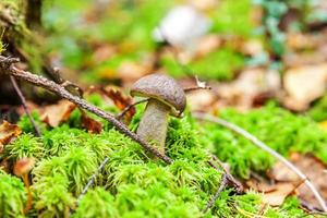 Edible small mushroom with brown cap Penny Bun leccinum in moss autumn forest background. Fungus in the natural environment. Big mushroom macro close up. Inspirational natural summer or fall landscape photo