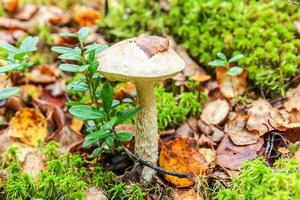 Edible small mushroom with brown cap Penny Bun leccinum in moss autumn forest background. Fungus in the natural environment. Big mushroom macro close up. Inspirational natural summer or fall landscape photo