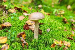 Edible small mushroom with brown cap Penny Bun leccinum in moss autumn forest background. Fungus in the natural environment. Big mushroom macro close up. Inspirational natural summer or fall landscape photo