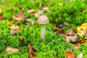 Edible small mushroom with brown cap Penny Bun leccinum in moss autumn forest background. Fungus in the natural environment. Big mushroom macro close up. Inspirational natural summer or fall landscape photo