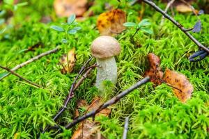 Edible small mushroom with brown cap Penny Bun leccinum in moss autumn forest background. Fungus in the natural environment. Big mushroom macro close up. Inspirational natural summer or fall landscape photo