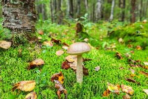 Edible small mushroom with brown cap Penny Bun leccinum in moss autumn forest background. Fungus in the natural environment. Big mushroom macro close up. Inspirational natural summer or fall landscape photo