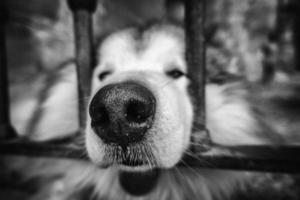 Husky on a fence photo