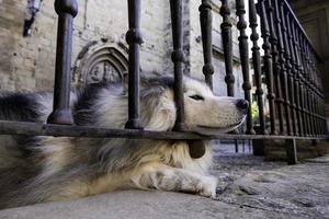 Husky on a fence photo