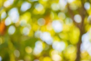Abstract blur green leaf bokeh nature background photo
