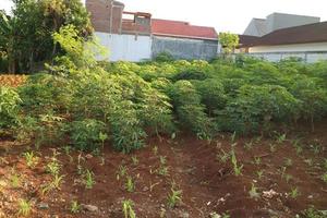 Spacious cassava garden behind the house photo