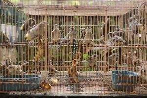 asian birds, trucuk birds in groups in a cage being dried in the sun photo