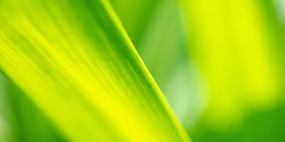 planta hoja verde en el jardín con fondo bokeh foto