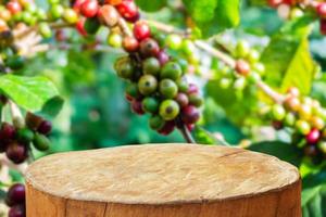 tree stump top with coffee beans on coffee tree branches blurred background photo