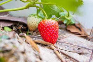 Fresh red ripe organic strawberry plant in the garden photo