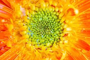 Orange gerbera flowers close up abstract background photo