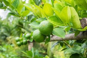 Fresh green lemon limes on tree in organic garden photo