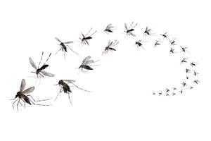 Flying mosquitoes isolated on white background photo